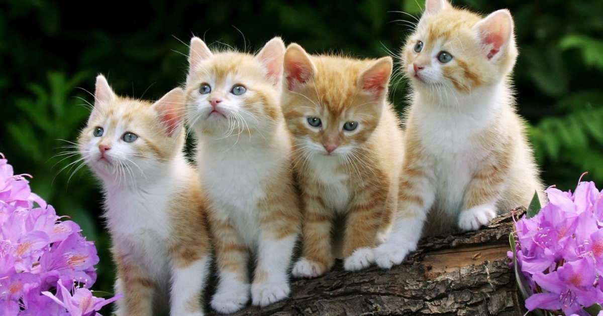 Thành ngữ tiếng Anh thú vị về Mèo (Cat Idioms) www.english4all.vn