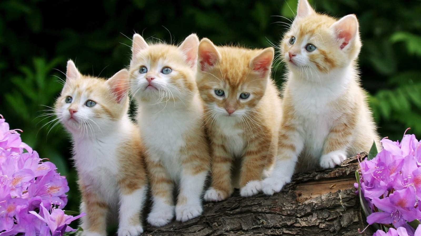 Thành ngữ tiếng Anh thú vị về Mèo (Cat Idioms) www.english4all.vn