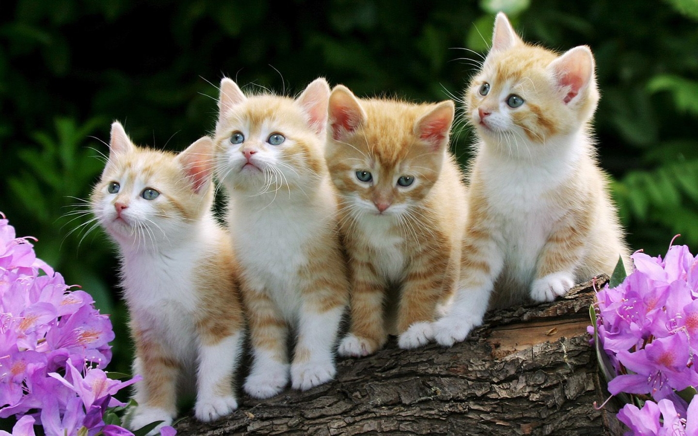 Thành ngữ tiếng Anh thú vị về Mèo (Cat Idioms) www.english4all.vn