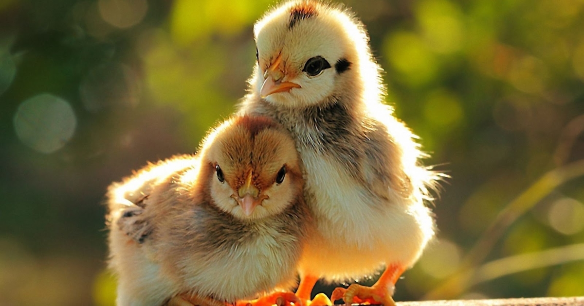 Thành ngữ tiếng Anh thú vị về Gà (Chicken Idioms) www.english4all.vn