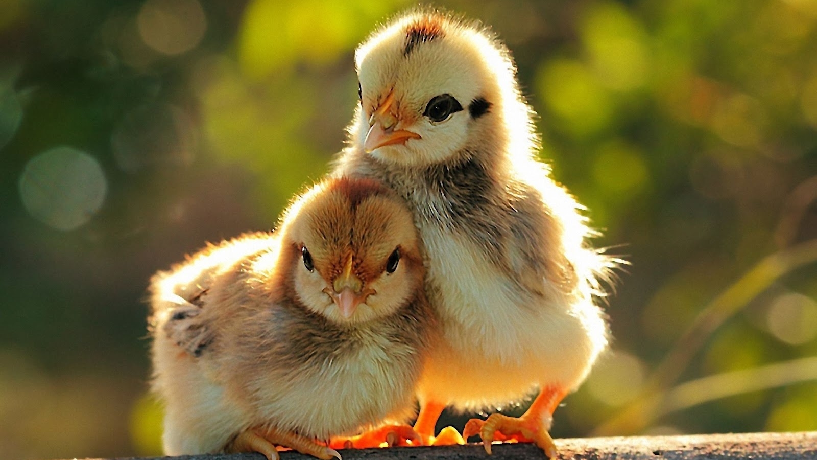 Thành ngữ tiếng Anh thú vị về Gà (Chicken Idioms) www.english4all.vn