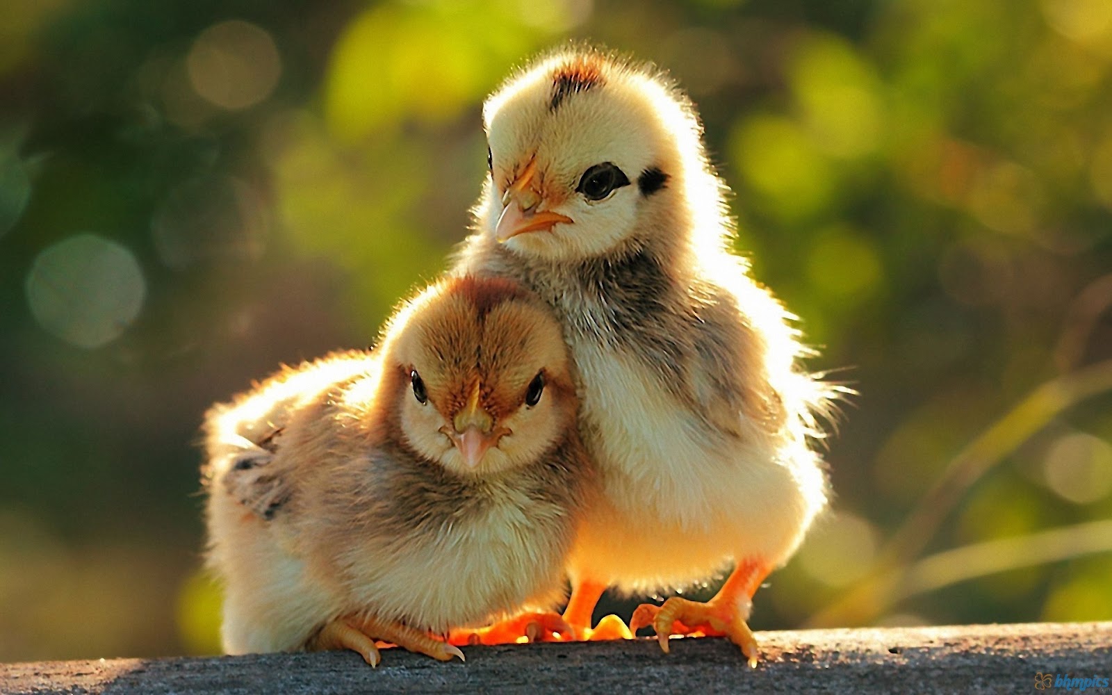 Thành ngữ tiếng Anh thú vị về Gà (Chicken Idioms) www.english4all.vn
