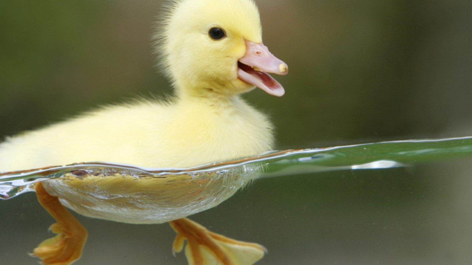 Thành ngữ tiếng Anh thú vị bắt nguồn từ Vịt (Duck Idioms) www.english4all.vn