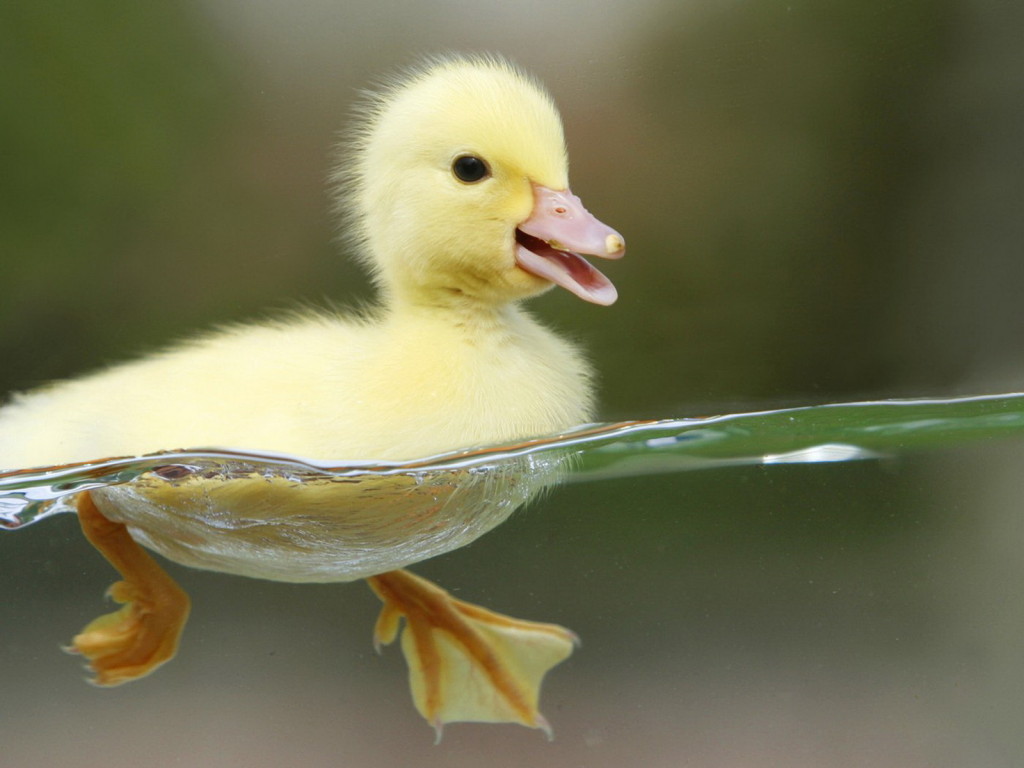 Thành ngữ tiếng Anh thú vị bắt nguồn từ Vịt (Duck Idioms) www.english4all.vn