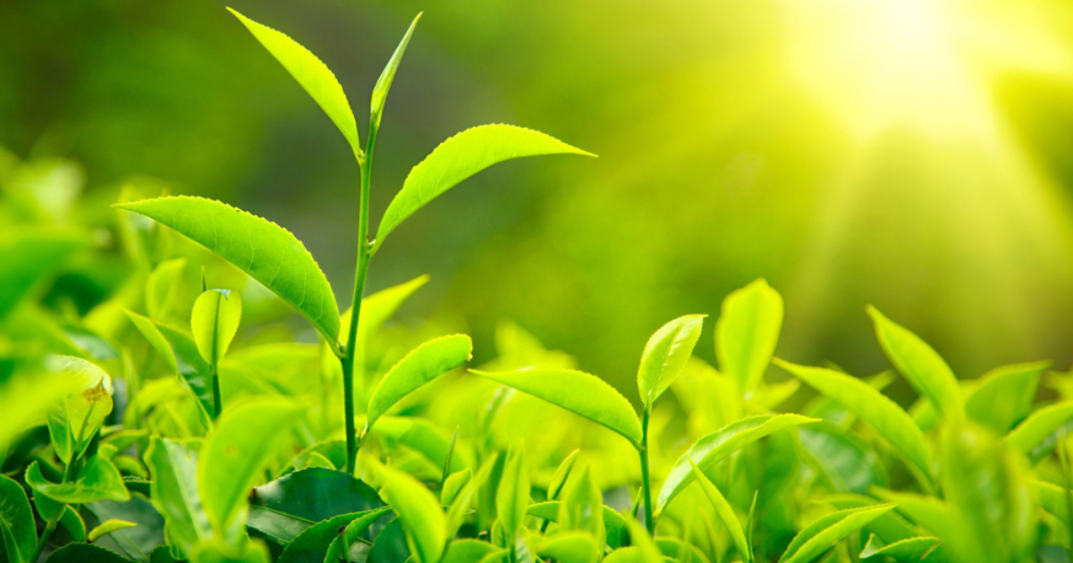 Thành ngữ tiếng Anh thú vị về màu xanh lá cây (Green Idioms) www.english4all.vn