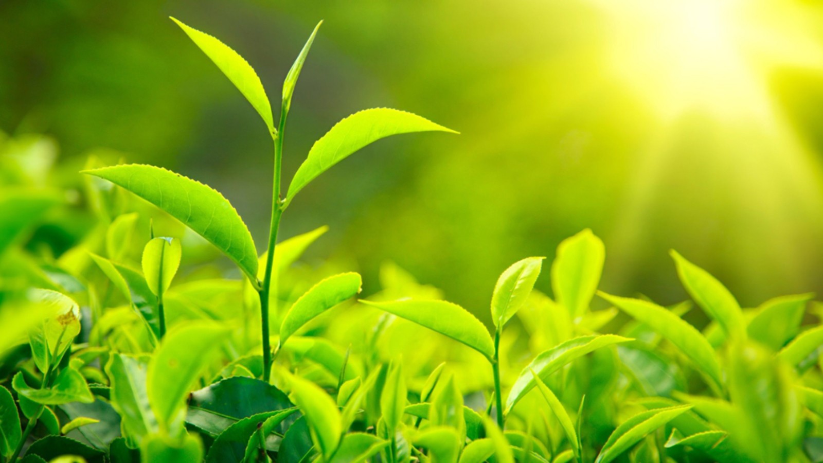 Thành ngữ tiếng Anh thú vị về màu xanh lá cây (Green Idioms) www.english4all.vn