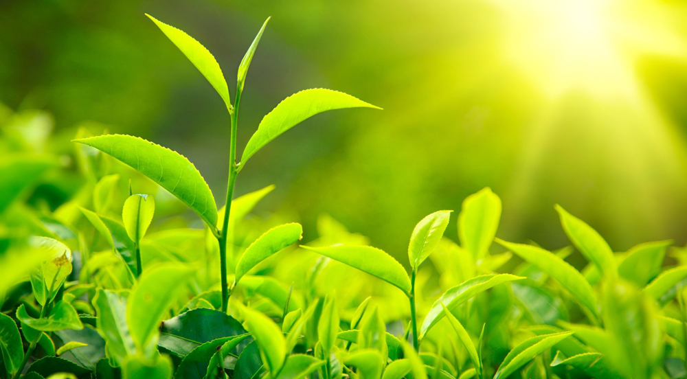 Thành ngữ tiếng Anh thú vị về màu xanh lá cây (Green Idioms) www.english4all.vn