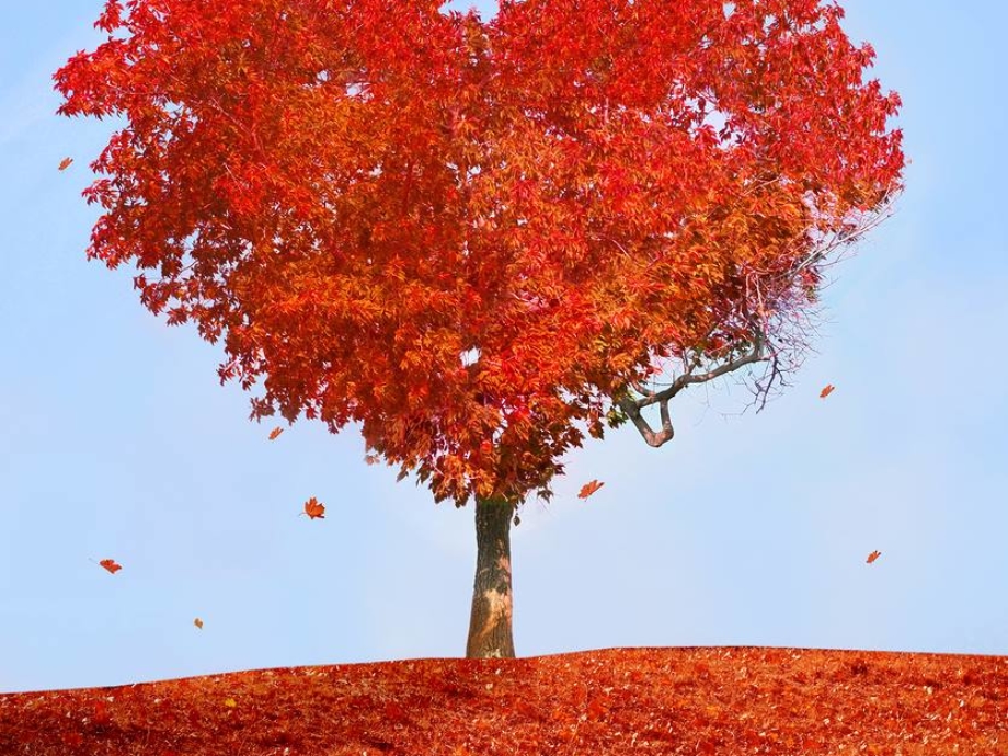 Thành ngữ tiếng Anh thú vị về Trái tim (Heart Idioms) www.english4all.vn