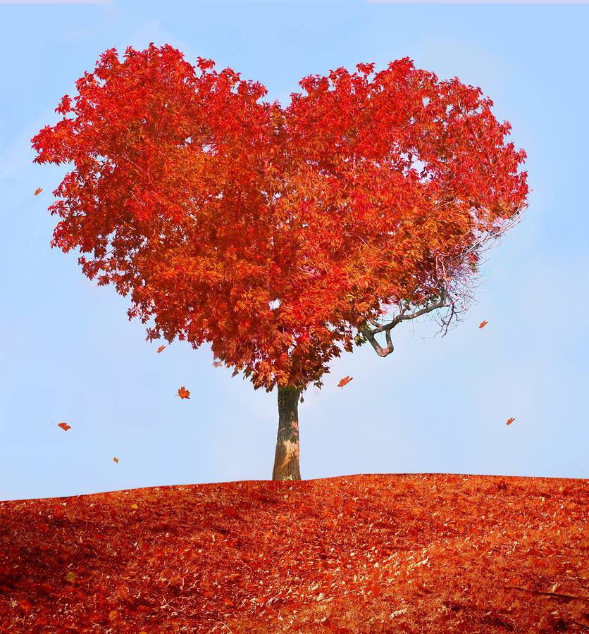 Thành ngữ tiếng Anh thú vị về Trái tim (Heart Idioms) www.english4all.vn