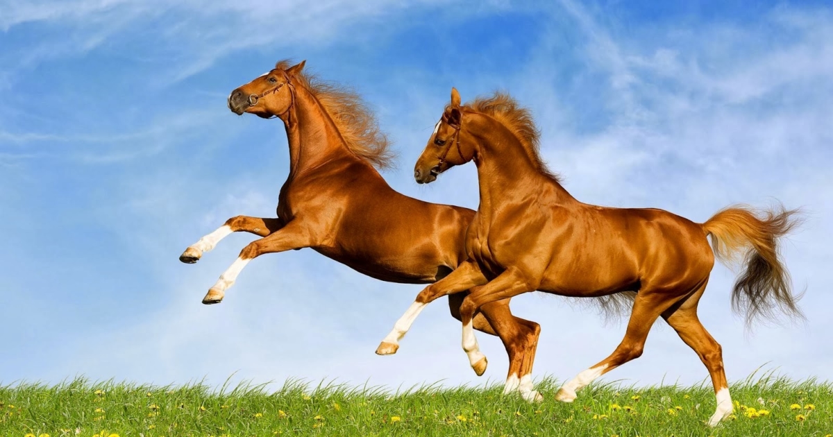 Thành ngữ tiếng Anh thú vị về Ngựa (Horse Idioms) www.english4all.vn