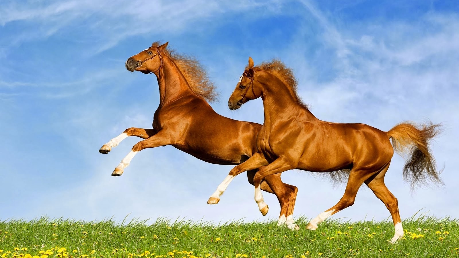 Thành ngữ tiếng Anh thú vị về Ngựa (Horse Idioms) www.english4all.vn