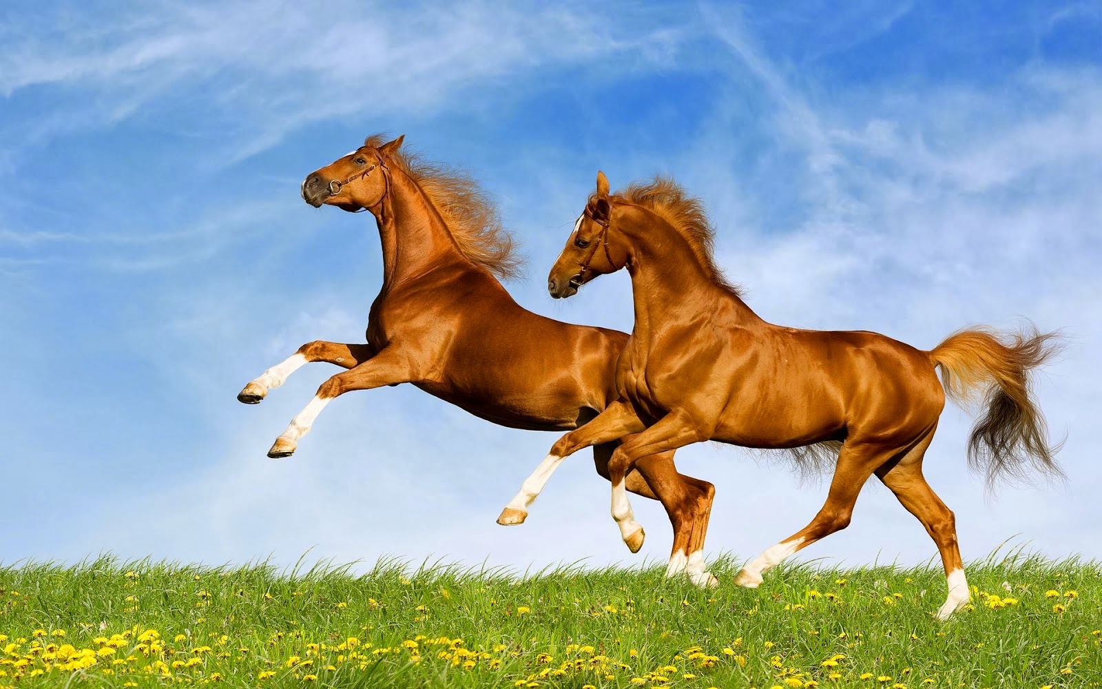 Thành ngữ tiếng Anh thú vị về Ngựa (Horse Idioms) www.english4all.vn