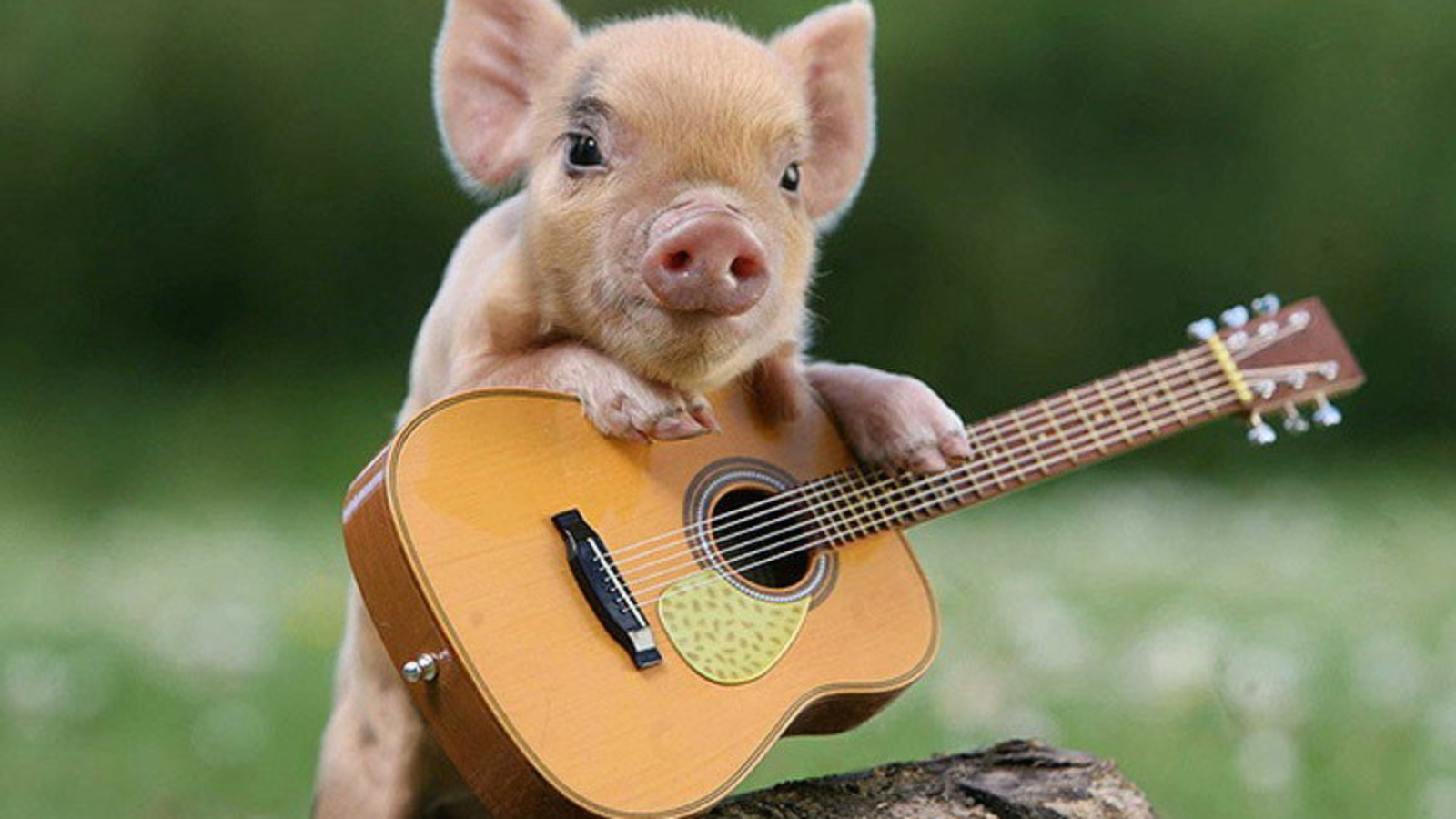 Thành ngữ tiếng Anh thú vị về con Heo (Pig Idioms) www.english4all.vn