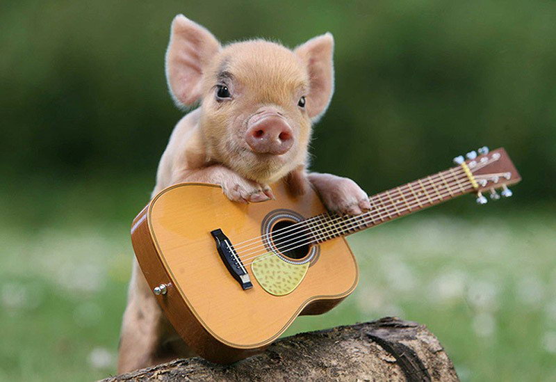 Thành ngữ tiếng Anh thú vị về con Heo (Pig Idioms) www.english4all.vn