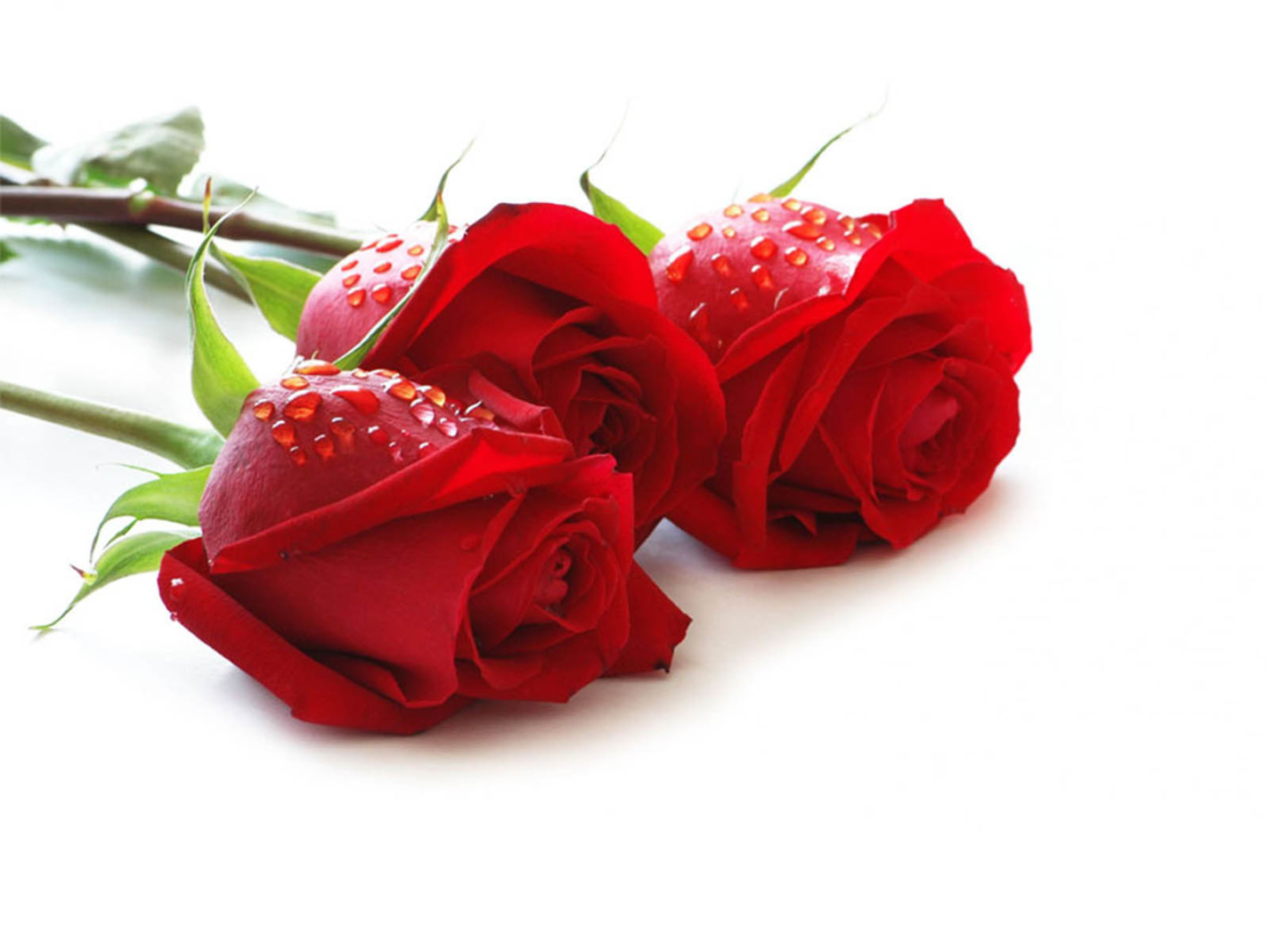 Thành ngữ tiếng Anh về Hoa hồng (Rose Idioms) www.english4all.vn