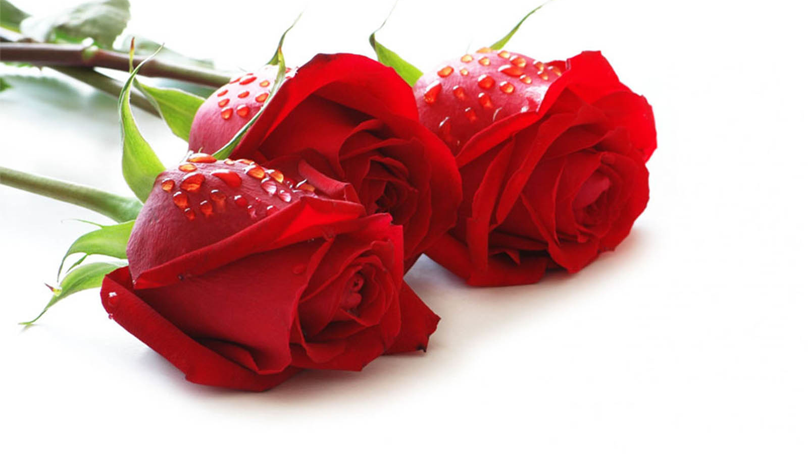 Thành ngữ tiếng Anh về Hoa hồng (Rose Idioms) www.english4all.vn